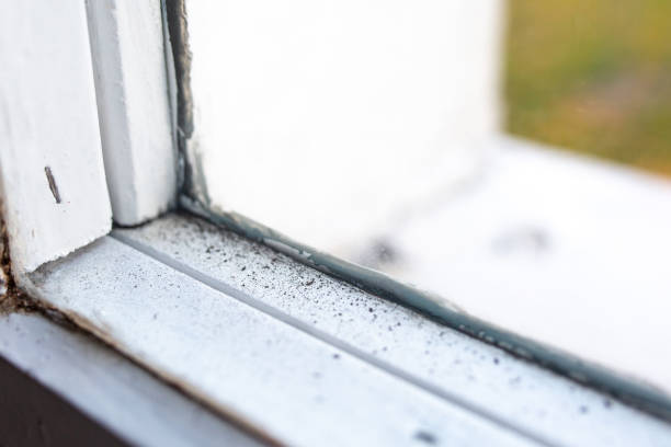 Mold Documentation for Insurance Claims in Van Buren, MO