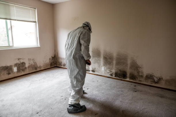 Best Black Mold Removal  in Van Buren, MO